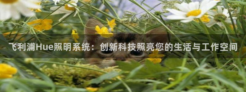 飞利浦Hue照明系统:创新科技照亮您的生活与工作空间